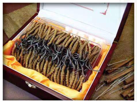 彭阳冬虫夏草回收